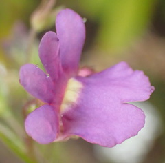 Nemesia leipoldtii