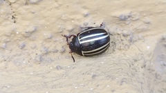 Doryphorina