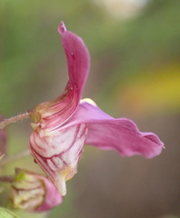 Nemesia leipoldtii