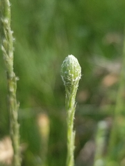 Pityopsis tracyi