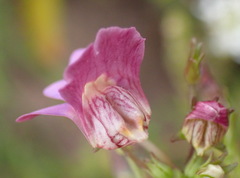 Nemesia leipoldtii