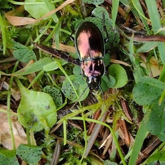 Pterostichus burmeisteri