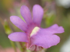 Nemesia leipoldtii
