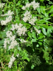 Eupatorium serotinum