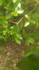Wikstroemia