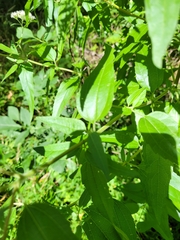 Eupatorium serotinum