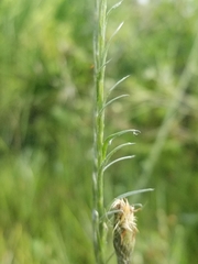 Pityopsis tracyi