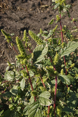 Amaranthus powellii