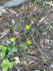 Hieracium lachenalii