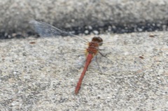 Sympetrum internum
