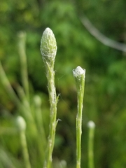 Pityopsis tracyi
