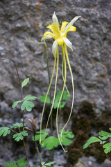 Aquilegia longissima