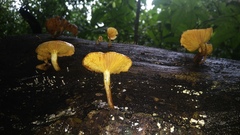 Heimiomyces