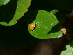 Harmonia axyridis