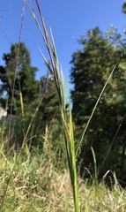 Andropogon virginicus