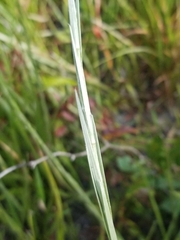 Pityopsis tracyi