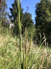 Andropogon virginicus
