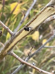 Cryptorhynchus lapathi