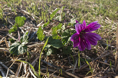 Malva sylvestris mauritiana