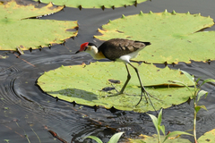Irediparra gallinacea