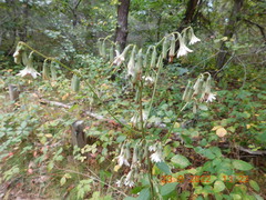 Nabalus trifoliolatus