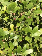 Ilex glabra
