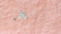 Psychodinae