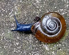 Oxychilus draparnaudi