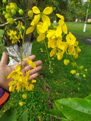 Cassia fistula