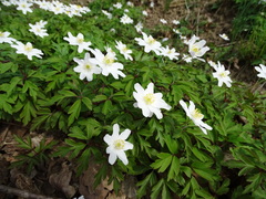Anemonoides nemorosa