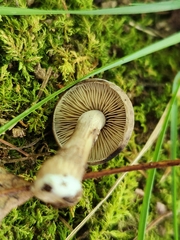 Agrocybe firma