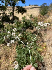 Eriogonum elatum