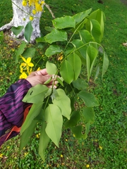 Cassia fistula