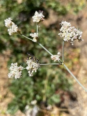Eriogonum elatum