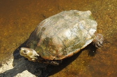Mauremys leprosa