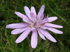 Scorzonera rosea