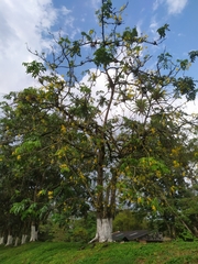 Cassia fistula