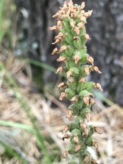 Goodyera