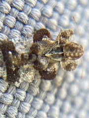 Tingidae