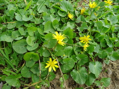 Ficaria verna