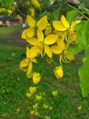 Cassia fistula
