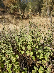 Brickellia californica