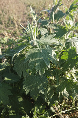 Leonurus quinquelobatus