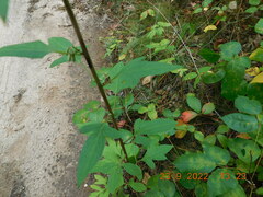 Nabalus trifoliolatus