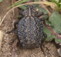 Brachycerus plicatus