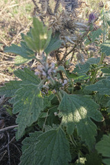 Leonurus quinquelobatus