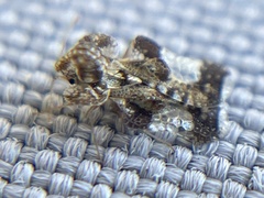 Tingidae