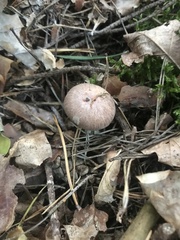 Collybiopsis peronata