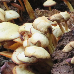 Panellus pusillus