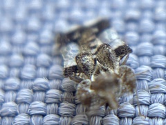 Tingidae